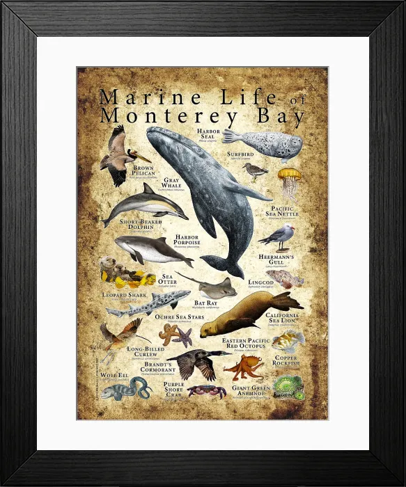 Framed Print : Monterey Bay Marine Life Framed Print : Monterey Bay Marine Life