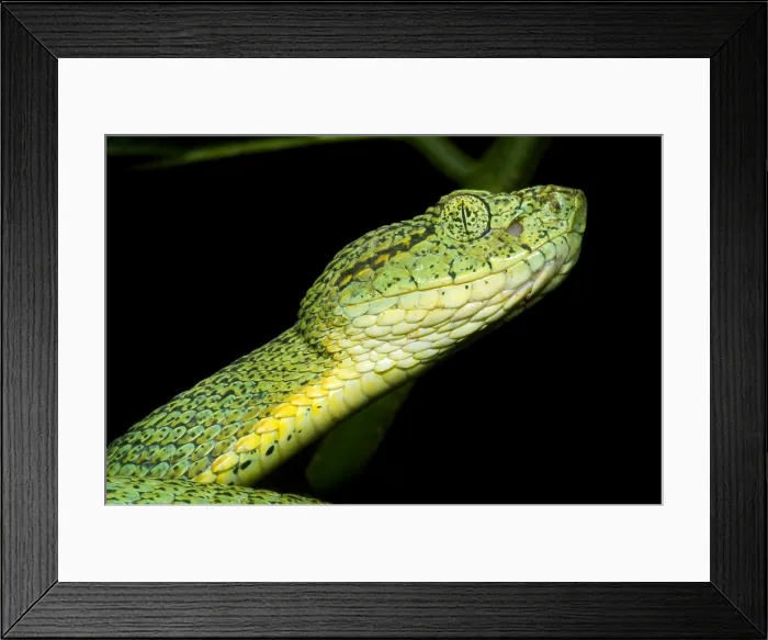 Framed Print : Two Striped Forest Pit Viper Framed Print : Two Striped Forest Pit Viper