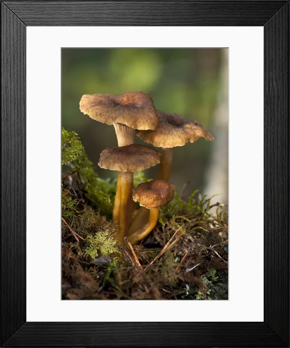 Framed Print : Funnel Chanterelle (Craterellus tubaeformis)