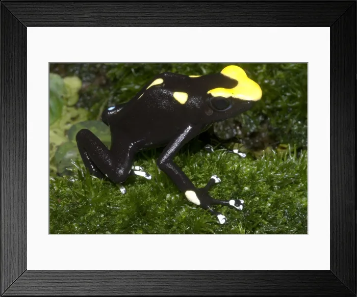 Framed Print : Dyeing Poison Frog Framed Print : Dyeing Poison Frog