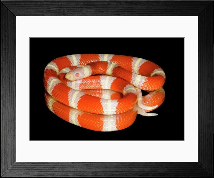 Framed Print : Albino Nelson's milksnake (Lampropeltis triangulum nelsoni) Framed Print : Albino Nelson's milksnake (Lampropeltis triangulum nelsoni)