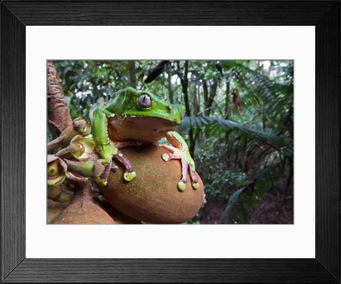 Framed Print : Giant monkey frog (Phyllomedusa bicolor)