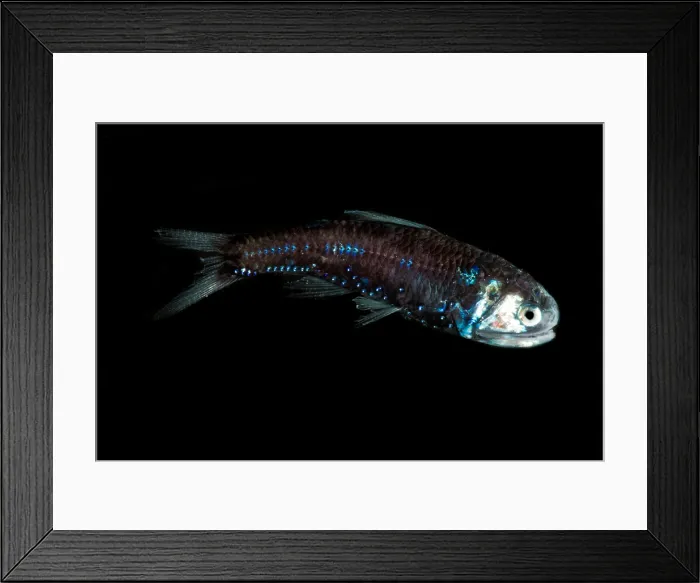 Framed Print : Lanternfish (Lobianchia gemellarii)