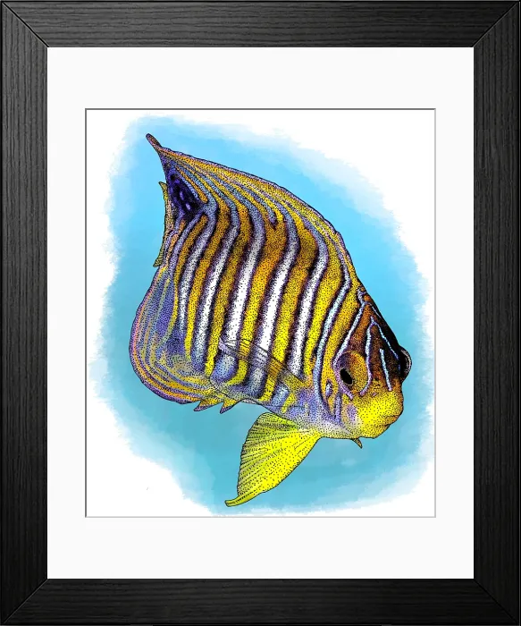 Framed Print : Regal Angelfish Framed Print : Regal Angelfish