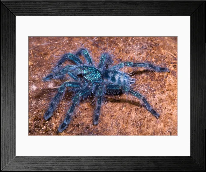 Framed Print : Antilles Pinktoe Tarantula Framed Print : Antilles Pinktoe Tarantula