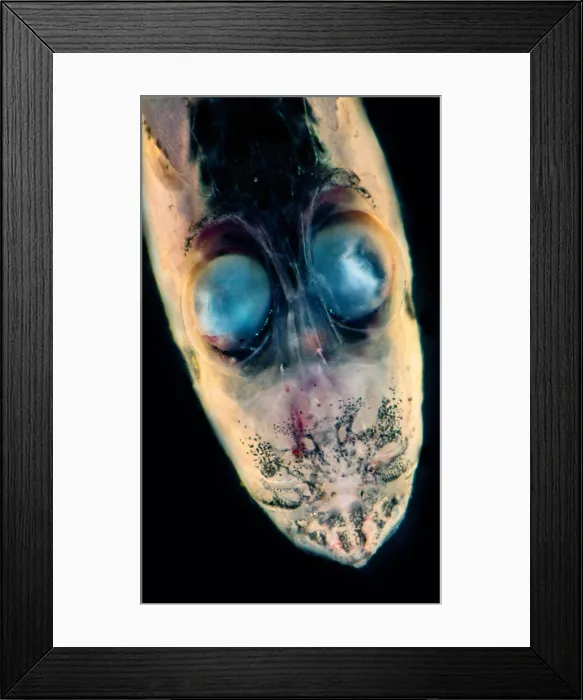 Framed Print : Atlantic Sabertooth (Coccorella atlantica) Framed Print : Atlantic Sabertooth (Coccorella atlantica)
