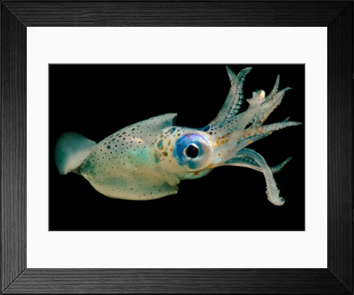 Framed Print : Oceanic squid (Walvisteuthis jeremiahi) Framed Print : Oceanic squid (Walvisteuthis jeremiahi)