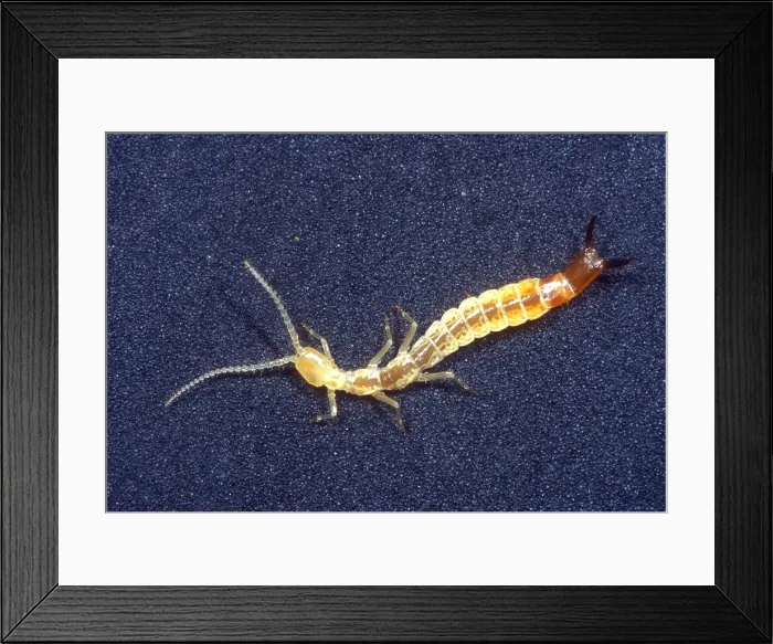 Framed Print : Japygid Cave Dipluran