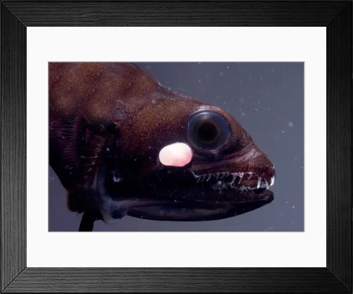 Framed Print : Barbeled Dragonfish Framed Print : Barbeled Dragonfish