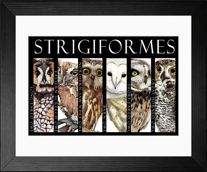 Framed Print : Owls of North America Framed Print : Owls of North America