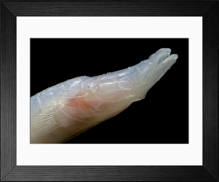 Framed Print : Alabama Cavefish Framed Print : Alabama Cavefish
