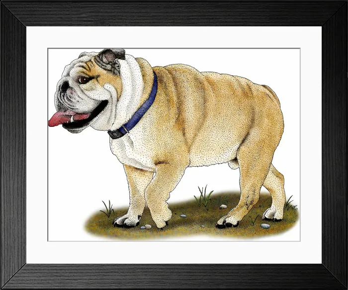 Framed Print : English bulldog Framed Print : English bulldog