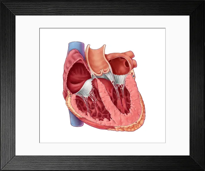 Framed Print : Heart Chambers, Illustration Framed Print : Heart Chambers, Illustration