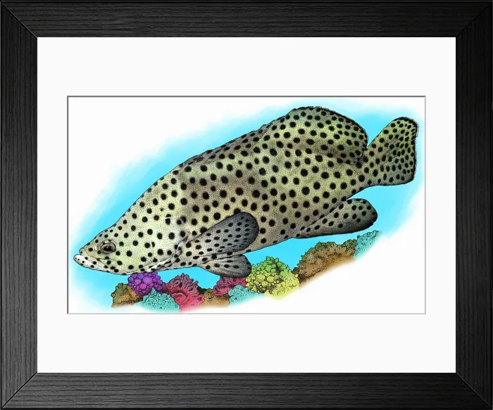 Framed Print : Humpback Grouper