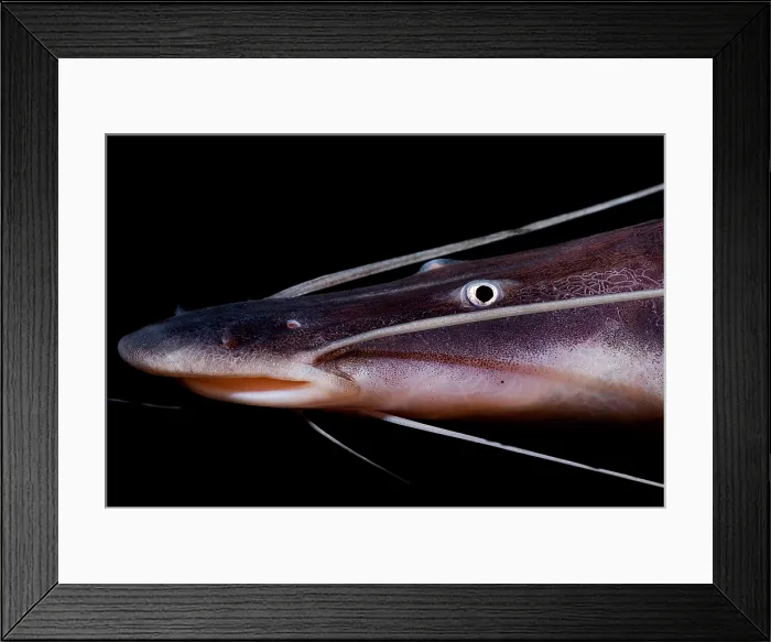 Framed Print : Banded Goliath Catfish Framed Print : Banded Goliath Catfish