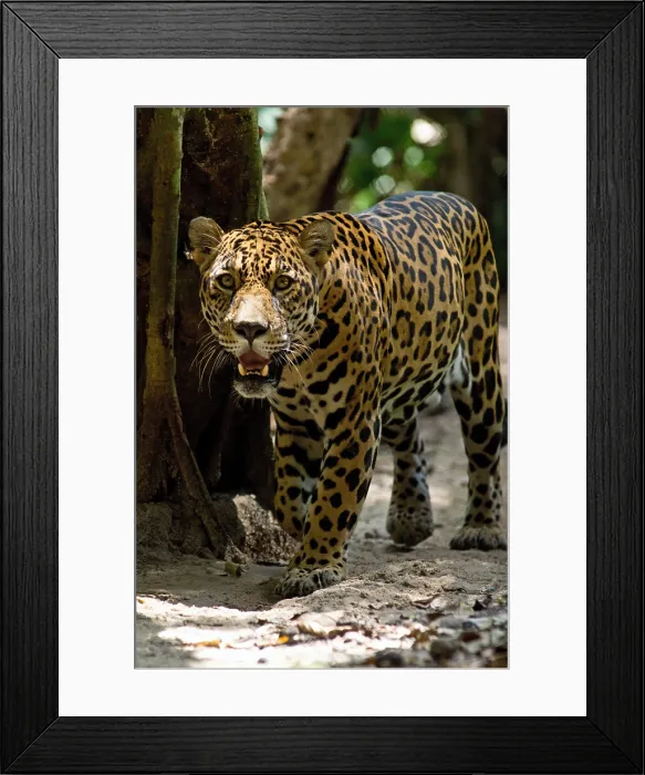 Framed Print : Jaguar. This Jaguar, Panthera onca, was photographed at a conservation Framed Print : Jaguar. This Jaguar, Panthera onca, was photographed at a conservation
