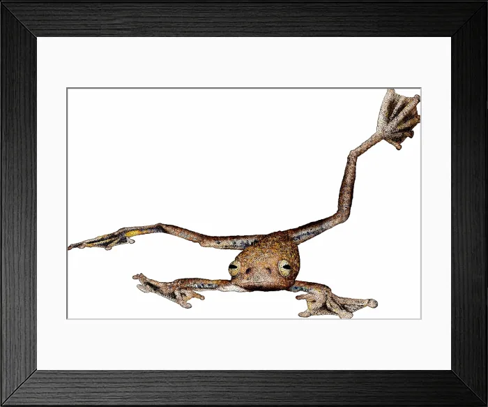 Framed Print : Annam Flying Frog