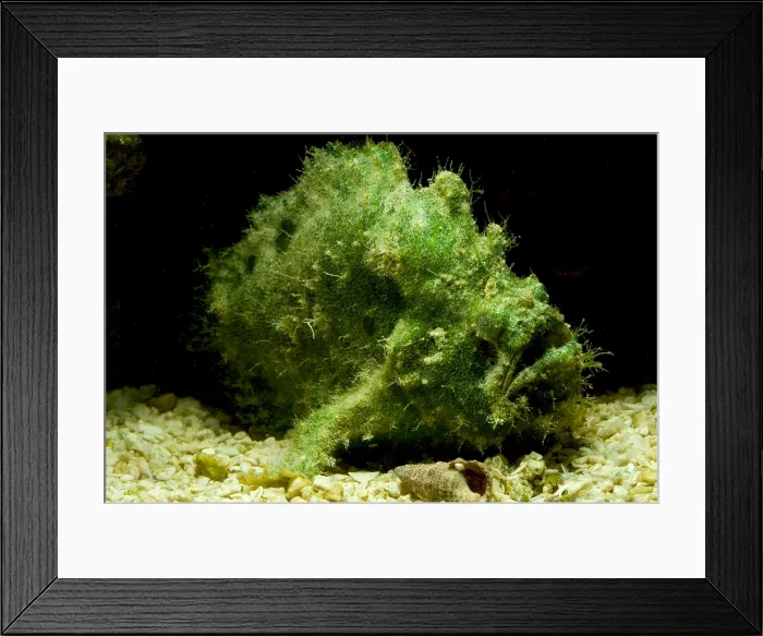 Framed Print : Frogfish, Antennarius sp. are some of the most cryptic predators found Framed Print : Frogfish, Antennarius sp. are some of the most cryptic predators found
