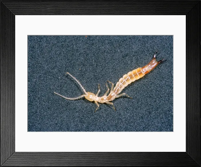 Framed Print : Dipluran, rare cave invertebrate Framed Print : Dipluran, rare cave invertebrate