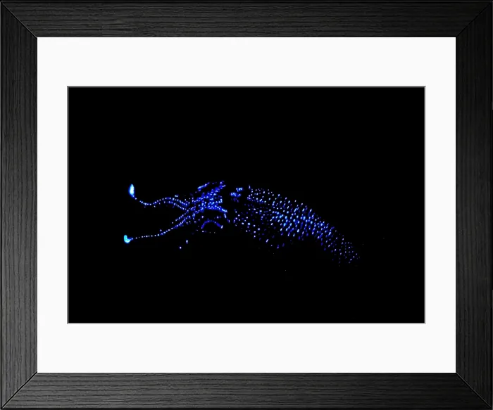Framed Print : Firefly Squid Framed Print : Firefly Squid