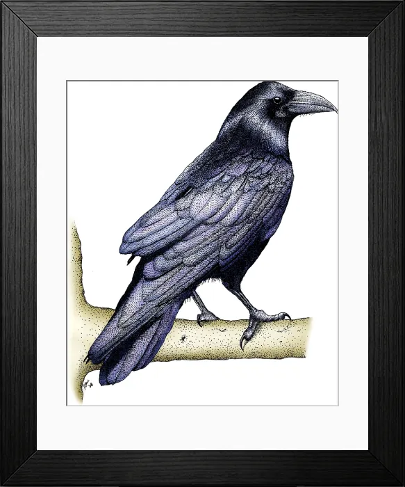 Framed Print : Common Raven Framed Print : Common Raven