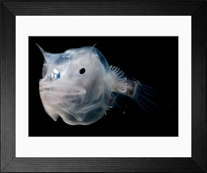 Framed Print : Phantom Anglerfish Framed Print : Phantom Anglerfish