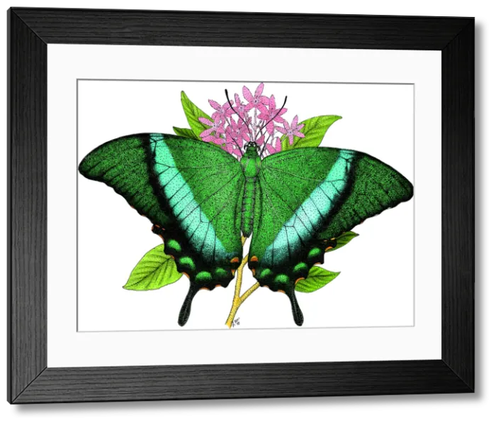 Framed Print : Emerald Swallowtail Butterfly Framed Print : Emerald Swallowtail Butterfly