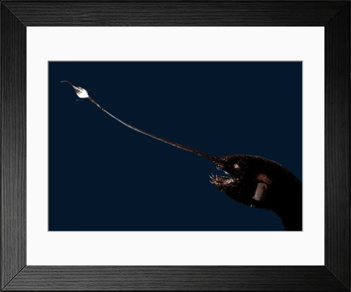 Framed Print : Whipnose Seadevil Framed Print : Whipnose Seadevil