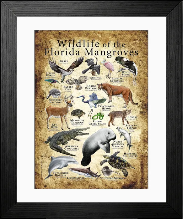 Framed Print : Wildlife of the Florida Mangroves