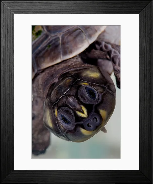 Framed Print : Six-tubercled River Turtle