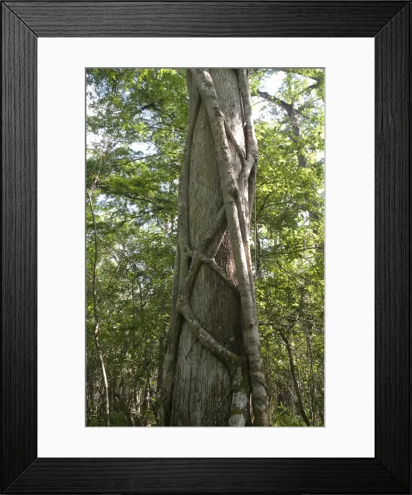 Framed Print : Strangler Fig and Cypress Tree, Florida