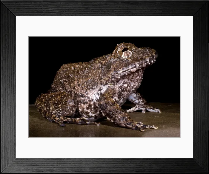 Framed Print : Rusty Robber Frog Framed Print : Rusty Robber Frog