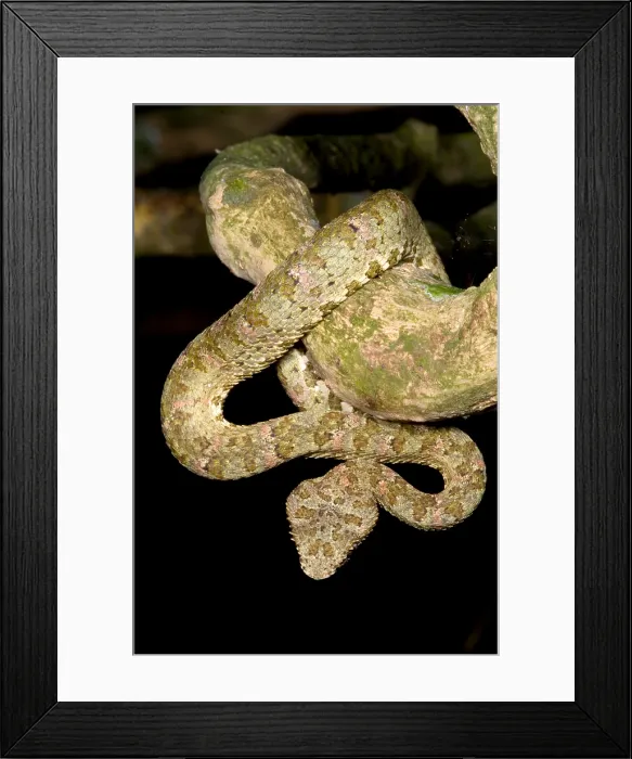 Framed Print : Eyelash Viper Framed Print : Eyelash Viper