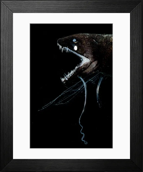 Framed Print : Dragonfish (Bathophilus digitatus)
