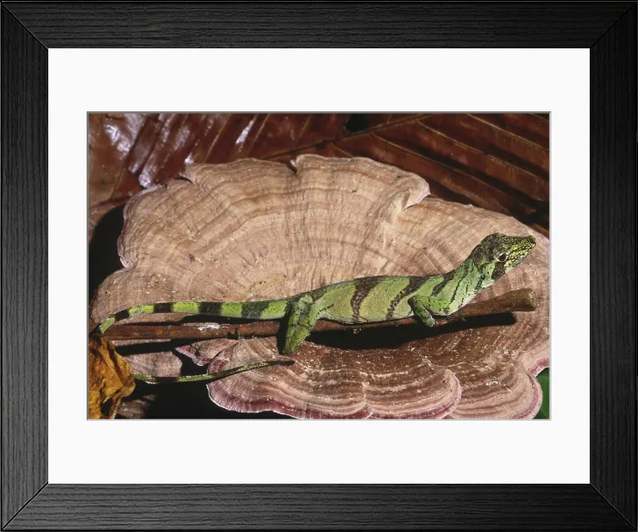 Framed Print : Banded Tree Anole (Anolis transversalis) Framed Print : Banded Tree Anole (Anolis transversalis)