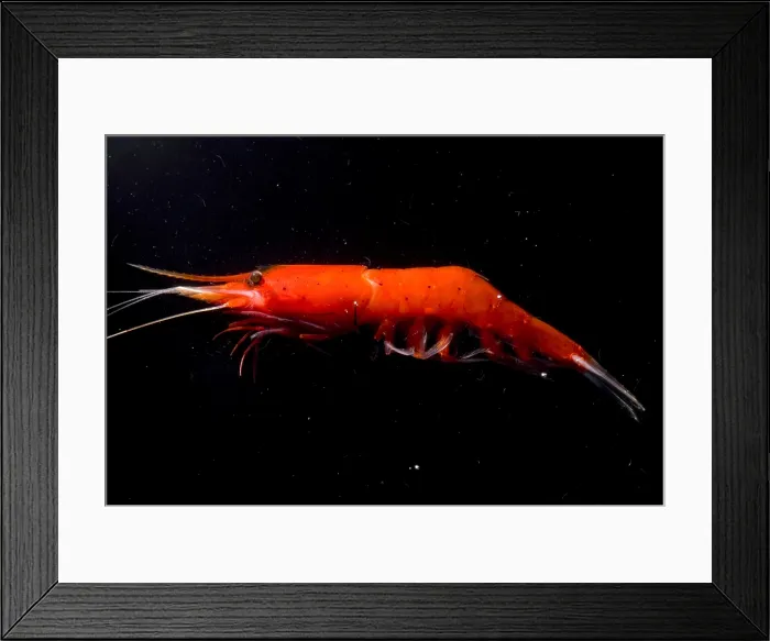 Framed Print : Deep Sea Prawn Framed Print : Deep Sea Prawn