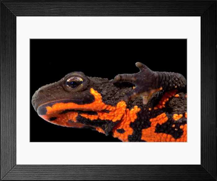 Framed Print : Firebelly Newt (Cynops pyrrhogaster) Framed Print : Firebelly Newt (Cynops pyrrhogaster)