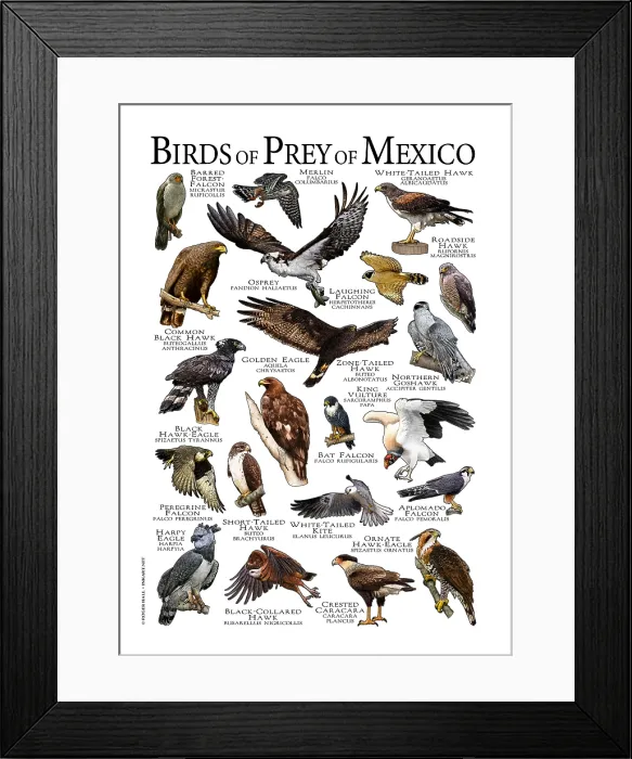 Framed Print : Beetle Species of the World Framed Print : Beetle Species of the World