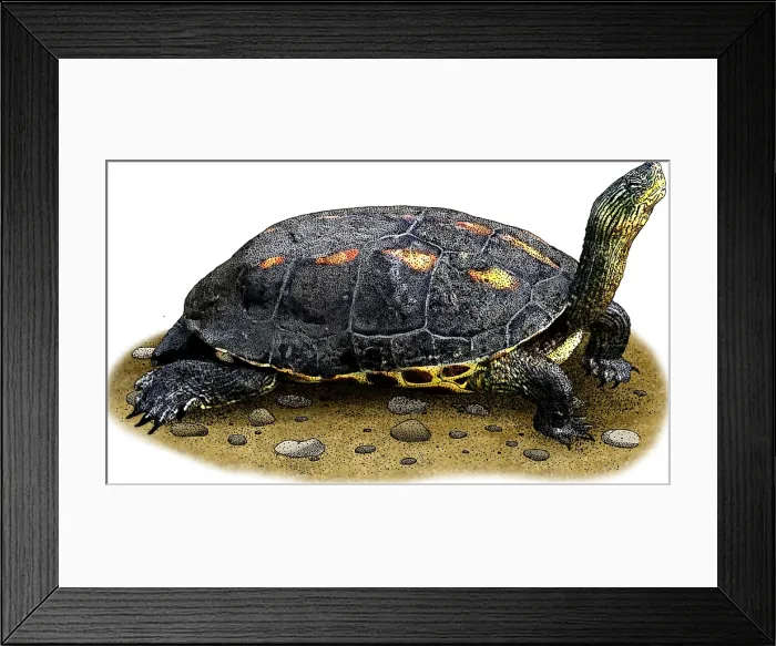 Framed Print : Chinese Stripe Necked Terrapin Framed Print : Chinese Stripe Necked Terrapin