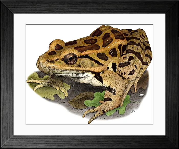 Framed Print : Pickerel Frog Framed Print : Pickerel Frog