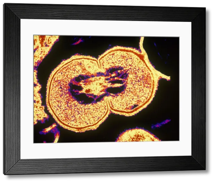 Framed Print : Bacterial Cell Undergoing Fission (TEM)