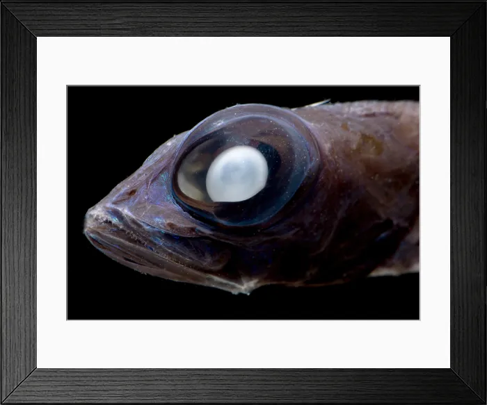 Framed Print : Dark Searsid (Mentodus facilis) Framed Print : Dark Searsid (Mentodus facilis)