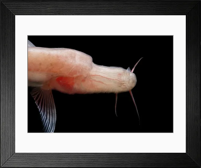 Framed Print : Duck-billed Golden Line Barbel (Sinocyclocheilus anatirostris) Framed Print : Duck-billed Golden Line Barbel (Sinocyclocheilus anatirostris)