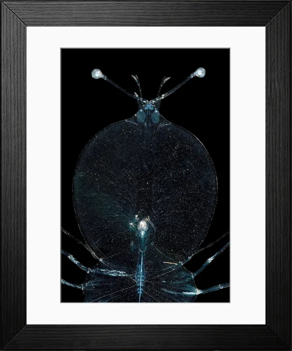 Framed Print : Larval Lobster Framed Print : Larval Lobster