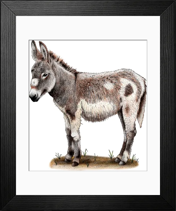 Framed Print : Domestic Donkey