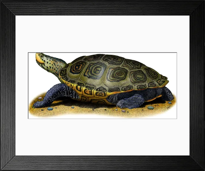 Framed Print : Northern Diamondback Terrapin