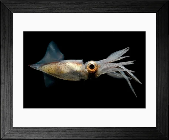 Framed Print : Eye Flash Squid Framed Print : Eye Flash Squid