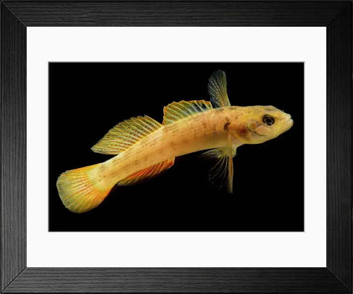Framed Print : Buck Darter (Etheostoma nebra) Framed Print : Buck Darter (Etheostoma nebra)