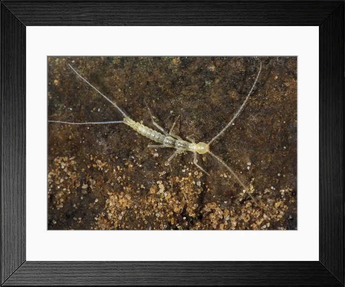 Framed Print : Campodeidae Cave Dipluran Framed Print : Campodeidae Cave Dipluran