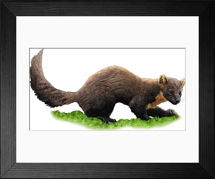 Framed Print : American Marten, M. americana, Illustration Framed Print : American Marten, M. americana, Illustration